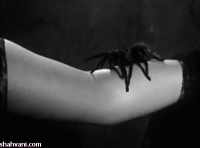 عنکبوت روی ساق